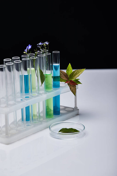 provette di vetro con liquido vicino alle piante su tavolo bianco isolato su nero
 - Foto, immagini
