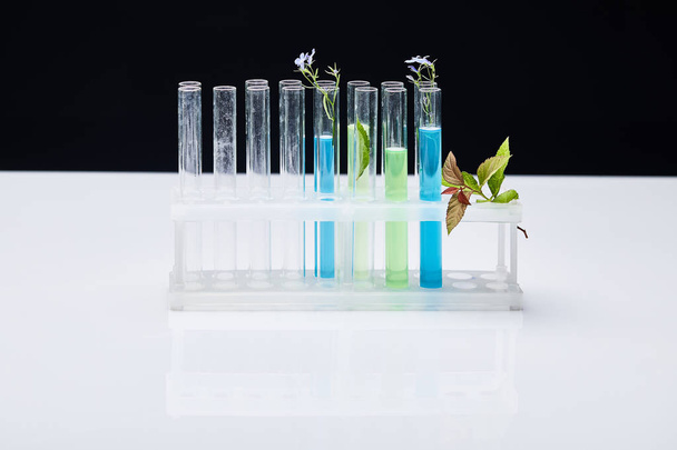 glazen reageerbuizen met vloeistof in de buurt van planten op witte tafel geïsoleerd op zwart - Foto, afbeelding