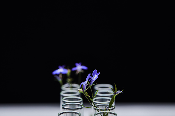 szelektív fókusz üveg kémcsövek növény izolált fekete - Fotó, kép