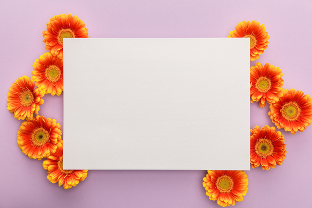 top view of orange gerbera flowers and white blank paper on violet background - Zdjęcie, obraz