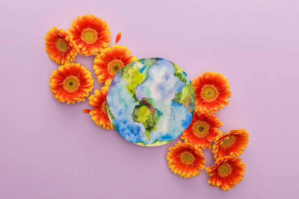 κορυφαία άποψη των λουλουδιών πορτοκαλί ζέρμπερα και ζωγραφισμένο πλανήτη Γη σε βιολετί φόντο - Φωτογραφία, εικόνα