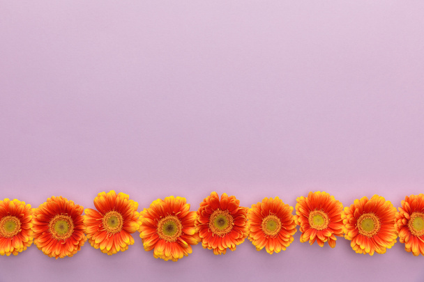flat lay com flores de gerbera laranja no fundo violeta com espaço de cópia
 - Foto, Imagem