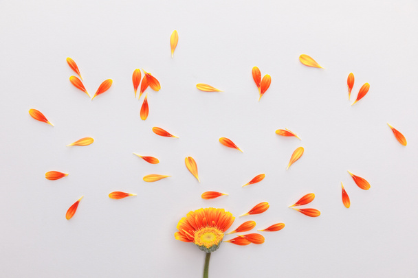 вид сверху на оранжевый цветок герберы с лепестками на белом фоне
 - Фото, изображение