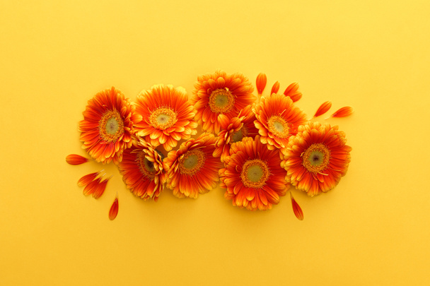 widok z góry pomarańczowy gerbera kwiaty z płatków na żółtym tle - Zdjęcie, obraz