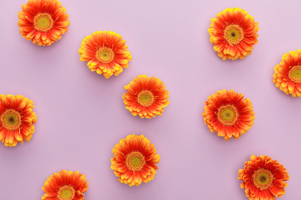 felső nézet narancs gerbera virágok lila háttér - Fotó, kép