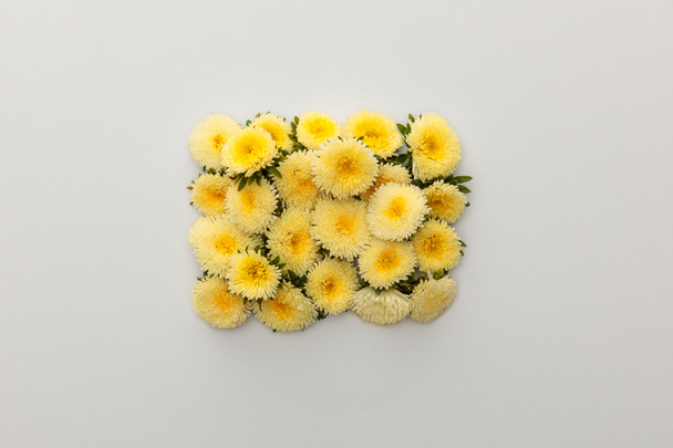 top view of yellow asters on white background with copy space - Valokuva, kuva