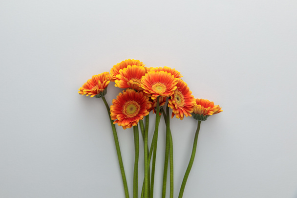 top view of orange gerbera flowers on white background with copy space - Foto, imagen