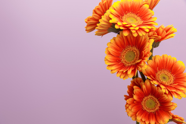 flores de gerberas naranjas sobre fondo violeta con espacio para copiar
 - Foto, Imagen