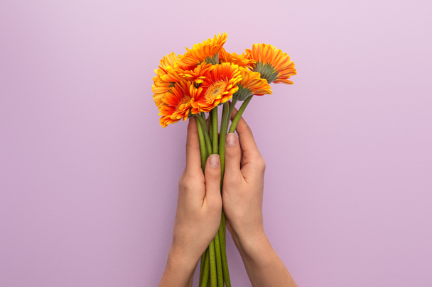紫色の背景にオレンジ色のガーベラの花を持つ女性のクロップドビュー - 写真・画像