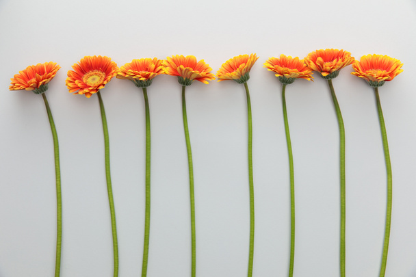 vista superior de flores de gerberas anaranjadas sobre fondo blanco
 - Foto, imagen