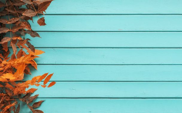 Blue aquamarine wooden background with ivy - Painted old wood facade with orange ivy  - Vintage house front with weathered fence and autumn foliage. Selected focus. Autumn leaves frame - Photo, Image