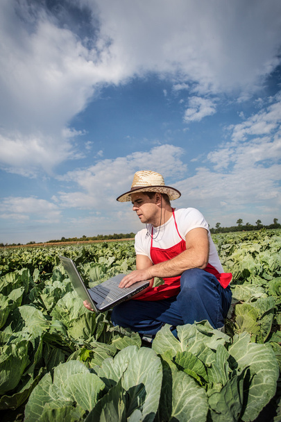 Farmer at cabbage field - Φωτογραφία, εικόνα
