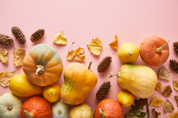 ripe whole colorful pumpkins and autumnal decor on pink background with copy space - Photo, Image