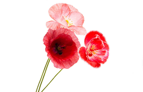 poppy flower isolated - Fotó, kép