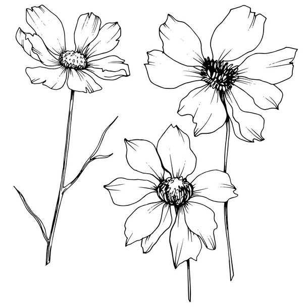 Vector Cosmos flores botânicas florais. Tinta gravada a preto e branco. Isolado elemento de ilustração cosmea
. - Vetor, Imagem