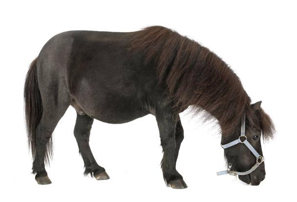 miniaturní kůň ve studiu - Fotografie, Obrázek