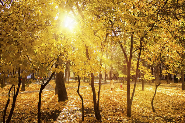 Amazing landscape with autumn trees and falling yellow leaves with sunlight. - Фото, зображення