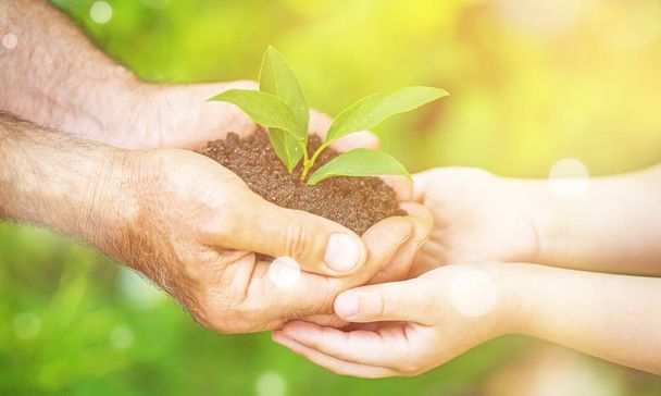 human hands holding fresh plant with soil  - Foto, Imagen