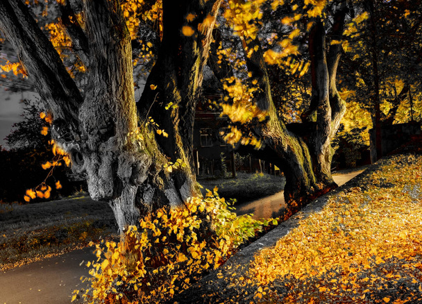 Goldene Herbstlinde in der Nachtstraße - Foto, Bild