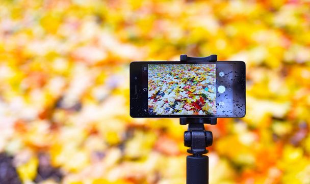 смартфон на селфи-палочке на фоне желтых осенних листьев
 - Фото, изображение