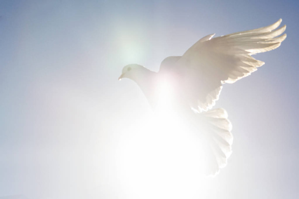 белый голубь летит на солнце
 - Фото, изображение