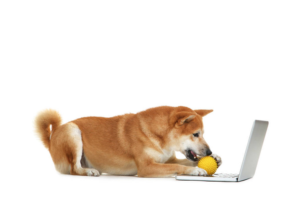 Шиба іну-собака з жовтими іграшками з м'яча і ноутбуком на білому  - Фото, зображення