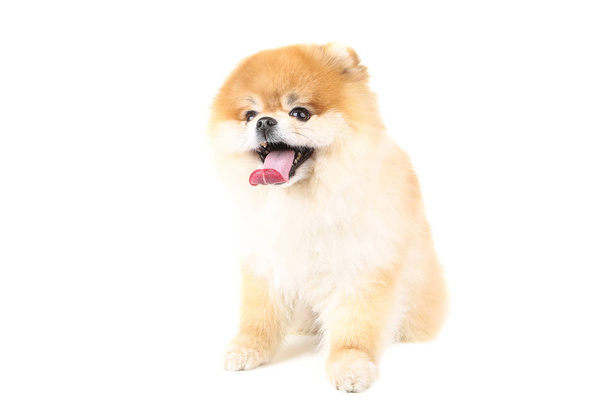 Pomeranian dog isolated on white background - 写真・画像