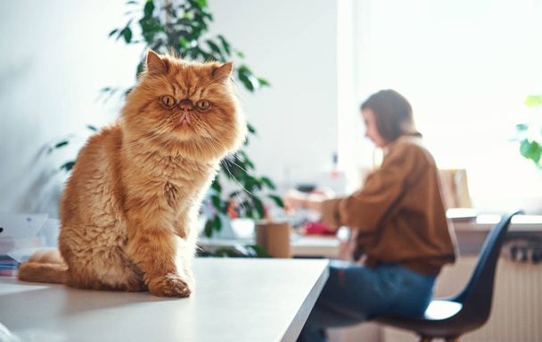 Fluffu zencefil kedi masada oturuyor - Fotoğraf, Görsel