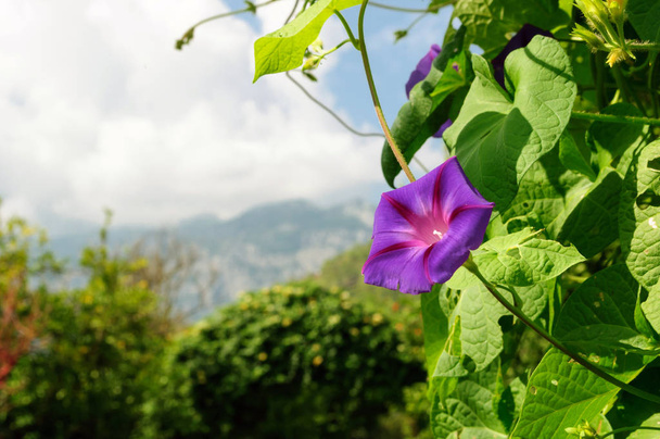 Fioletowy kwiat Ipomoea w ogrodzie letnim. - Zdjęcie, obraz