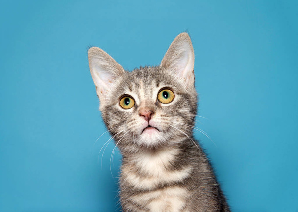 Close up portrait, adorable tabby kitty cat looking straight above viewer curiously, blue background with copy space. - Photo, Image