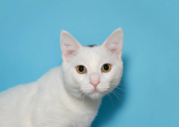 Nahaufnahme Porträt einer weißen Katze mit gelben Augen, die den Betrachter mit neugieriger Miene direkt anschaut. blauer Hintergrund mit Kopierraum. - Foto, Bild