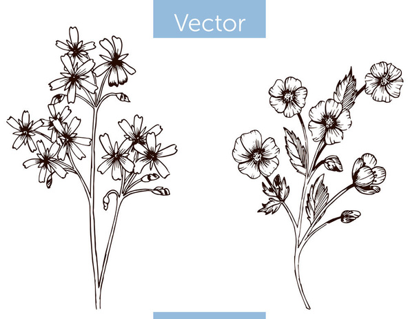 monochrome vector hand getrokken wilde bloemen op witte achtergrond - Vector, afbeelding