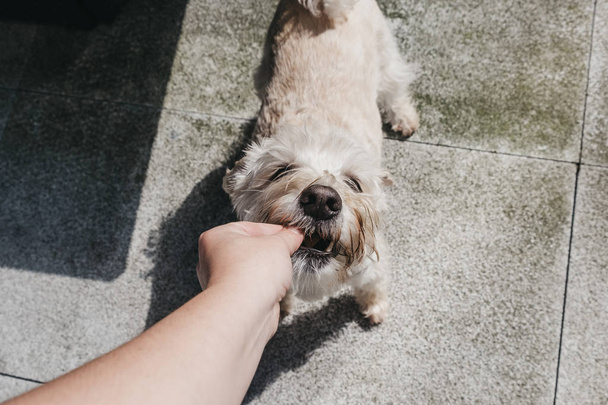 Vista de ángulo alto de un perro agarrando una golosina de manos de los propietarios
. - Foto, Imagen
