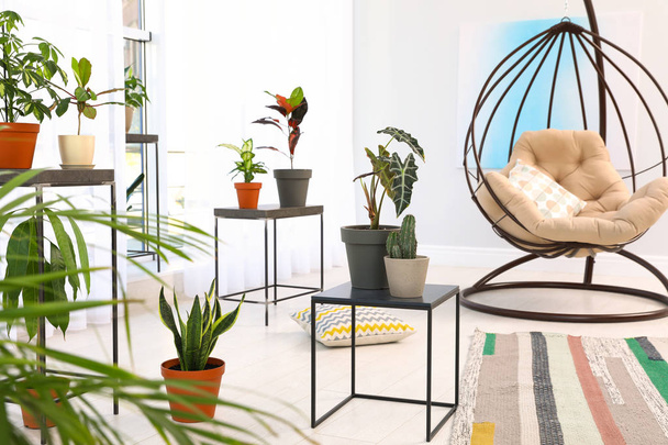 Living room interior with swing chair and indoor plants. Trendy home decor - Foto, immagini