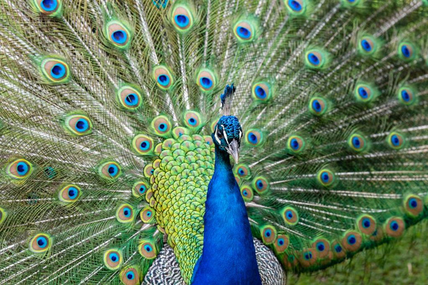 Pavo real Mostrando plumas
 - Foto, imagen