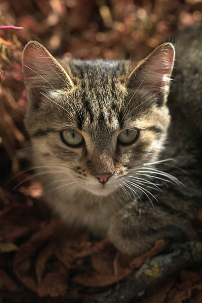 ふわふわの野生猫の肖像画 - 写真・画像