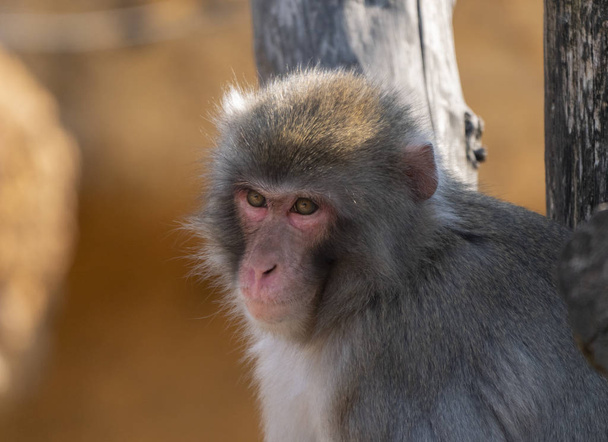 Portret japońskiej makakowej małpy śnieżnej - Zdjęcie, obraz