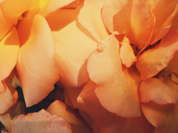 Чудесный цветущий цветок розы на закате, цветочная красота backgrou
 - Фото, изображение