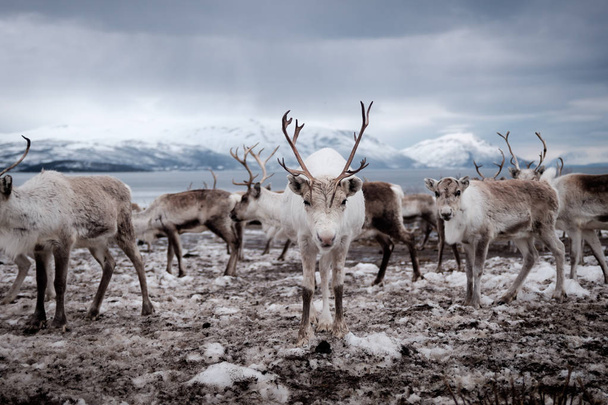Stádo sobů v Tromso, Norsko - Fotografie, Obrázek