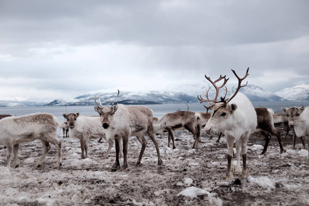 Manada de renos en Tromso, Noruega
 - Foto, Imagen