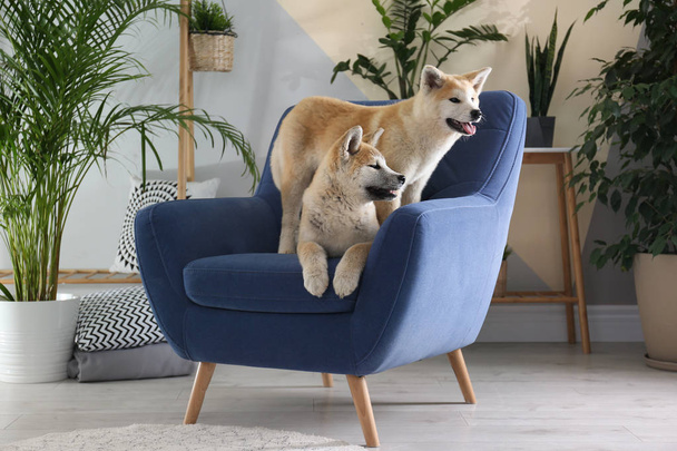 Cute Akita Inu dogs on armchair in room with houseplants - Photo, image