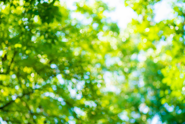 Abstrakti vihreä hämärtynyt bokeh puu puistossa auringon valo
 - Valokuva, kuva