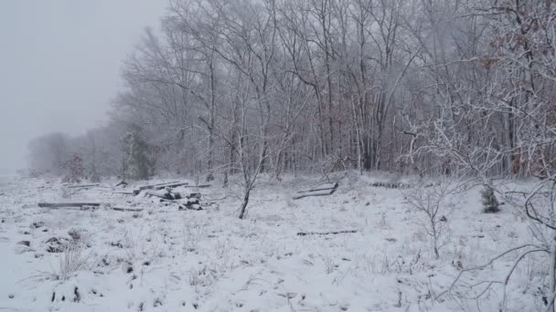 Drzewa leśne pokryte zimowym krajobrazem śniegu - Materiał filmowy, wideo