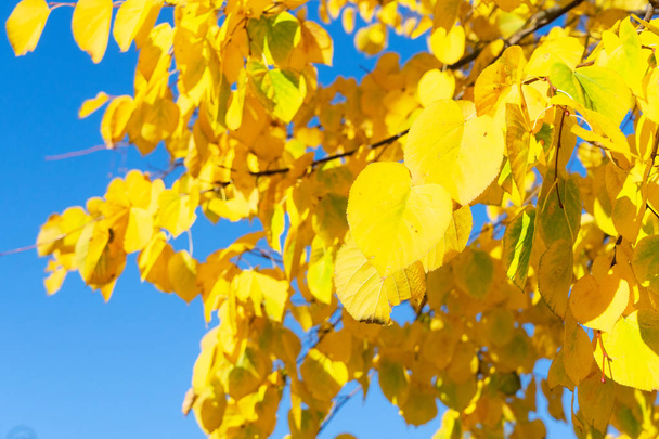 fall maple leaves - Foto, imagen