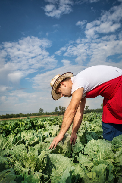 Farmer at cabbage field - 写真・画像