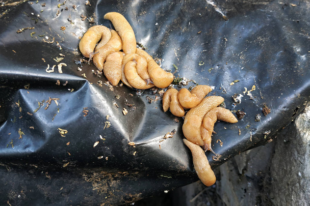 Slug on a black dirty tarp. Slugs are on the heap. Brown slugs on black oilcloth. pests in garden areas with high humidity - Photo, Image