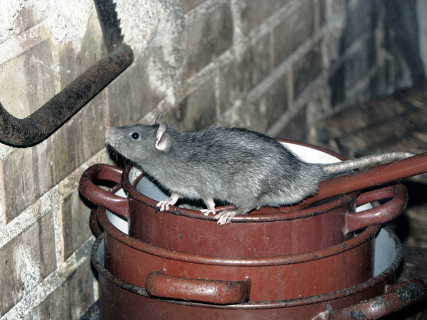Rat on cooking pots - Photo, Image