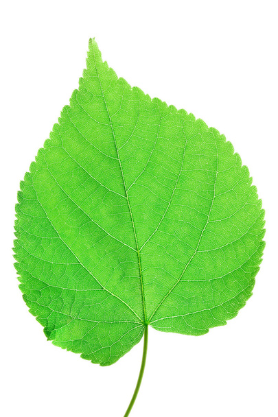 Green leaf macro - Zdjęcie, obraz