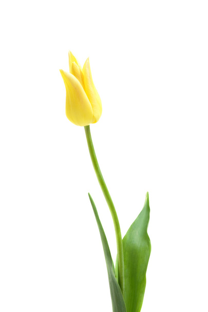 lilia kwitnące tulip west point - Zdjęcie, obraz