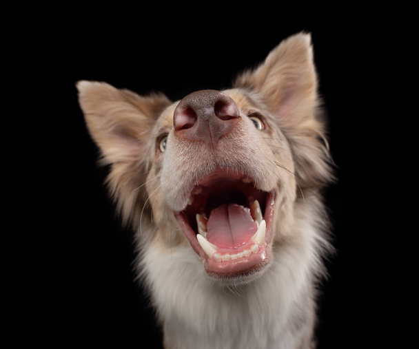 黒を背景に面白い犬。笑顔のペット大理石の境界線ポーズ - 写真・画像